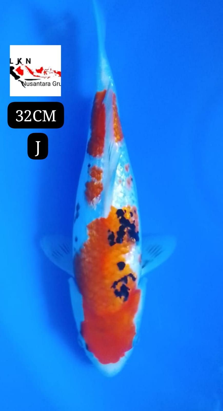 SUPER GINRINBULKY ORIGINAL MOHON BACA DESKRIPSI IKAN DI BOJONEGORO JAWA TIMUR 32cm