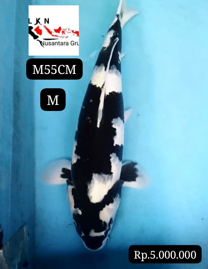 SUPER SHIRO UTSURI IKAN IDAMAN PARA SULTAN ISTIMEWA MOHON BACA DESKRIPSI IKAN TITIPAN DARI BLITAR JAWA TIMUR 55cm