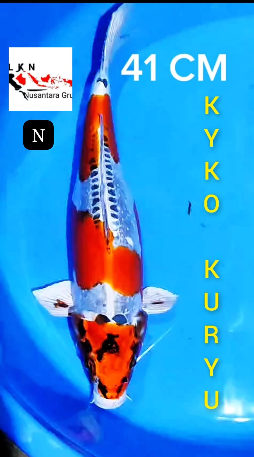SUPER KIKORIYU ORIGINAL MOHON BACA DESKRIPSI IKAN TITIPAN DARI BLITAR JAWA TIMUR 41cm