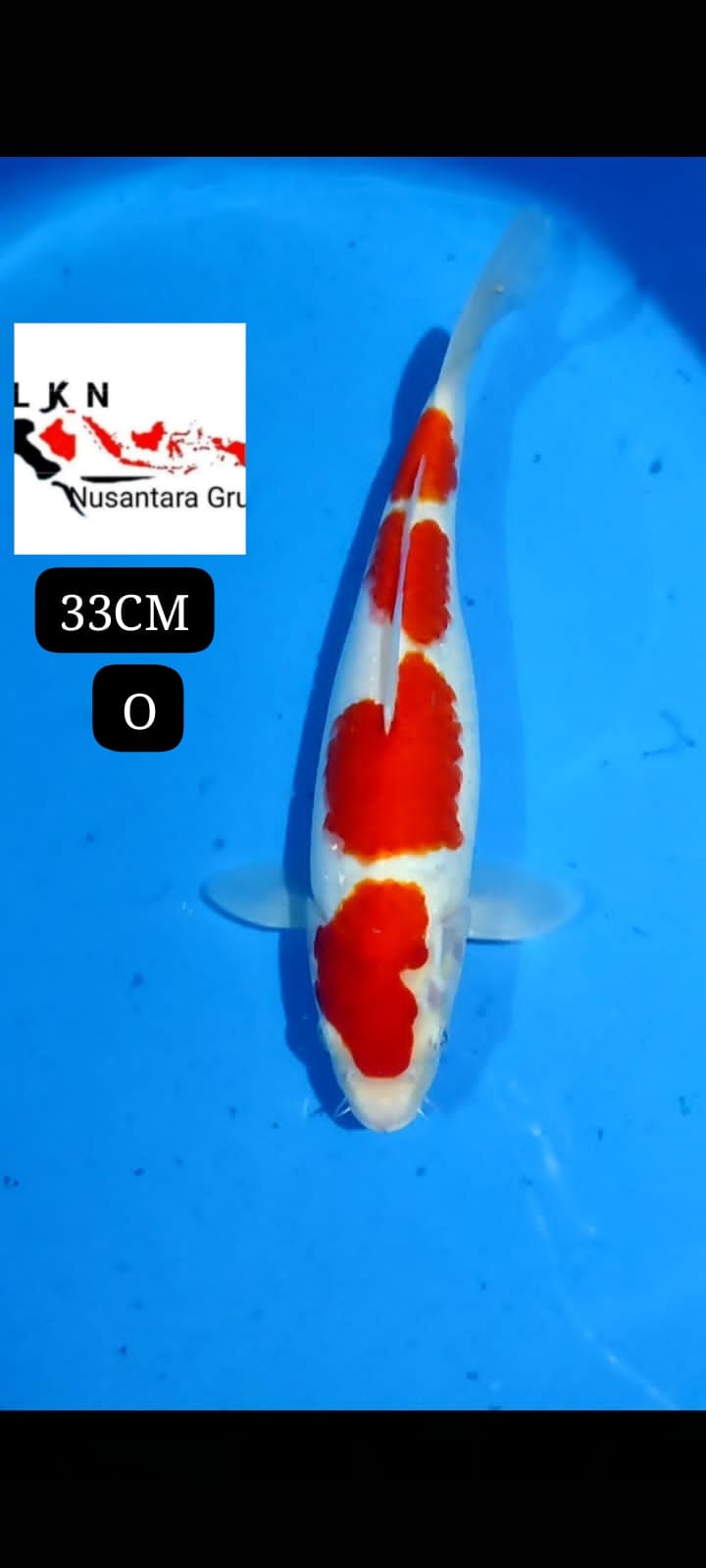 SUPER KOHAKU ORIGINAL MOHON BACA DESKRIPSI IKAN TITIPAN DARI BLITAR 33cm