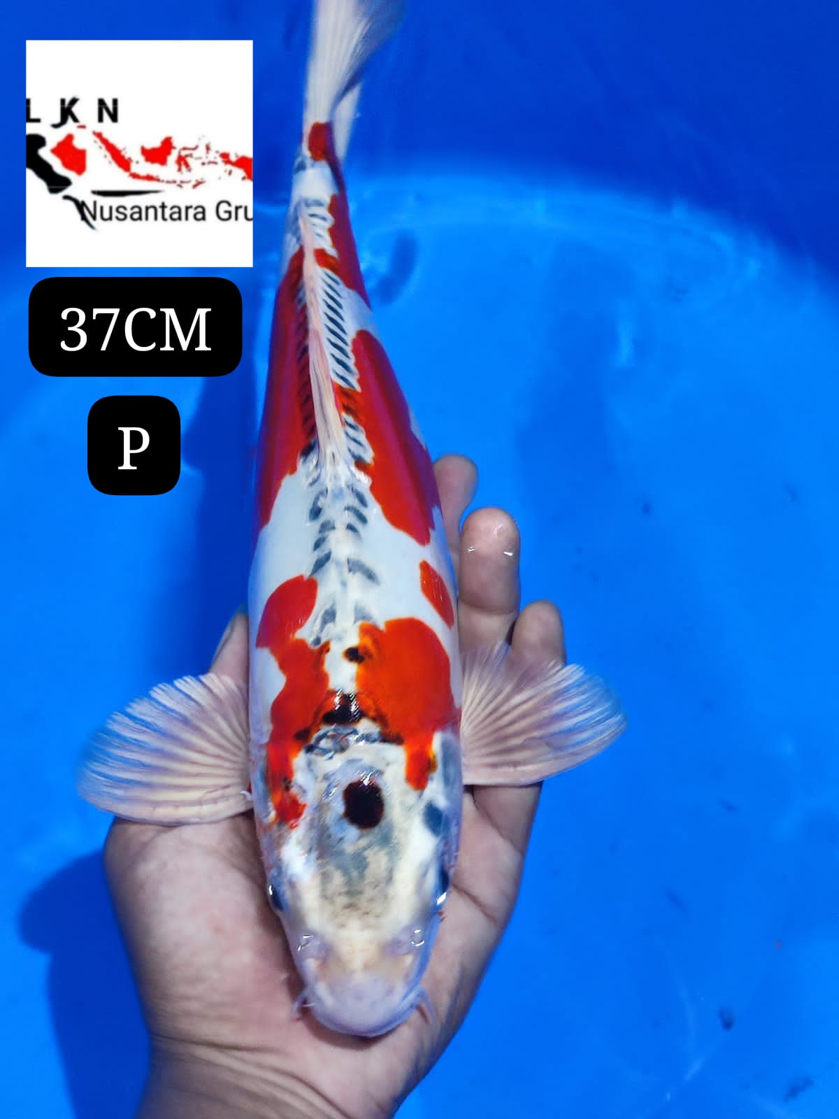 KIKO ANTIK MALE MOHON BACA DESKRIPSI IKAN TITIPAN DARI BLITAR 37cm