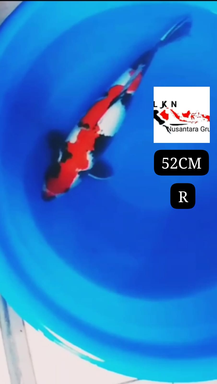 SUPER SHOWA SQ JUMBO ORIGINAL MOHON BACA DESKRIPSI IKAN DI OWNER BOJONEGORO 50cm