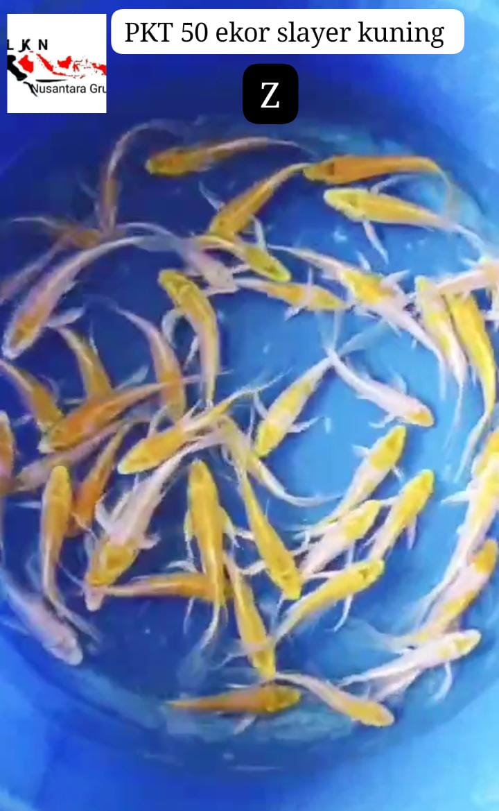 KORBAN BID N RUN PKT SLAYER HARIWAKE DAN OGON ADA 50 EKOR IKAN DI BOJONEGORO 812cm