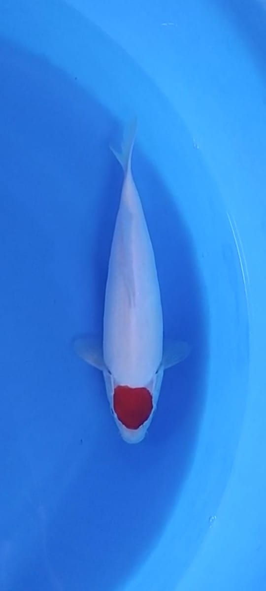 TANCHO KOHAKU 27cm