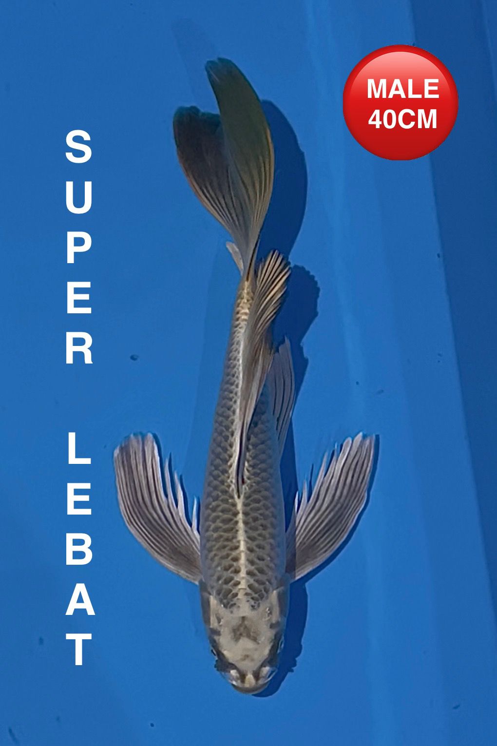 KUMPAY MUKASI SUPER LEBAT 40cm