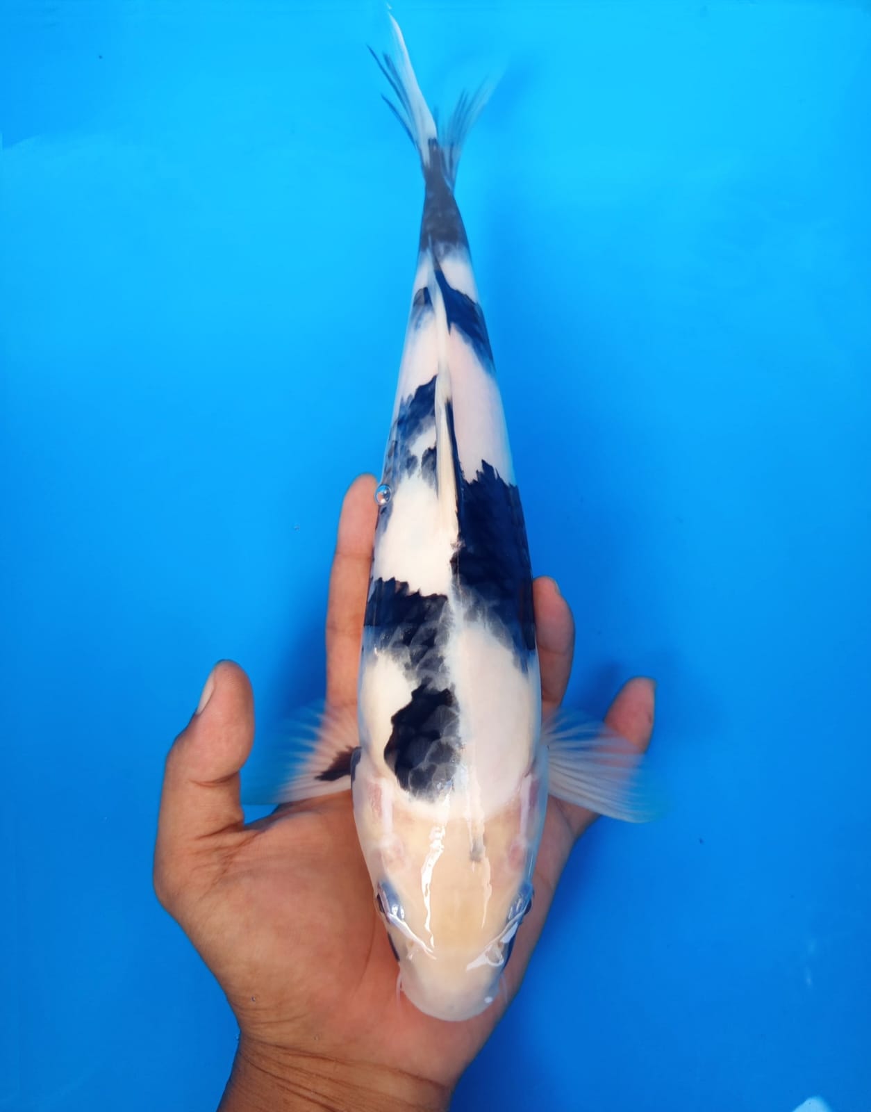 SHIRO 30cm