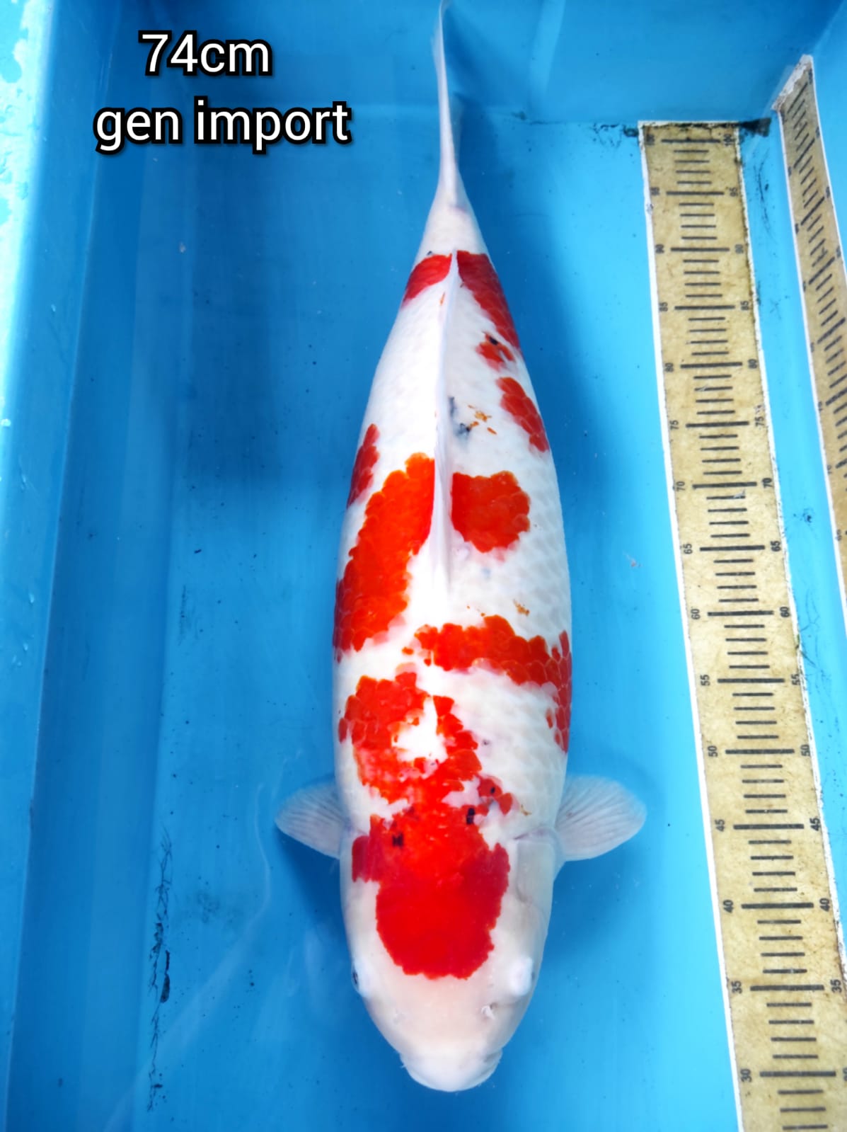 SANKE INDUKANSUPER JUMBO GEN IMPORT BAKAT JUMBO PANGKAL EKOR BESAR 74cm