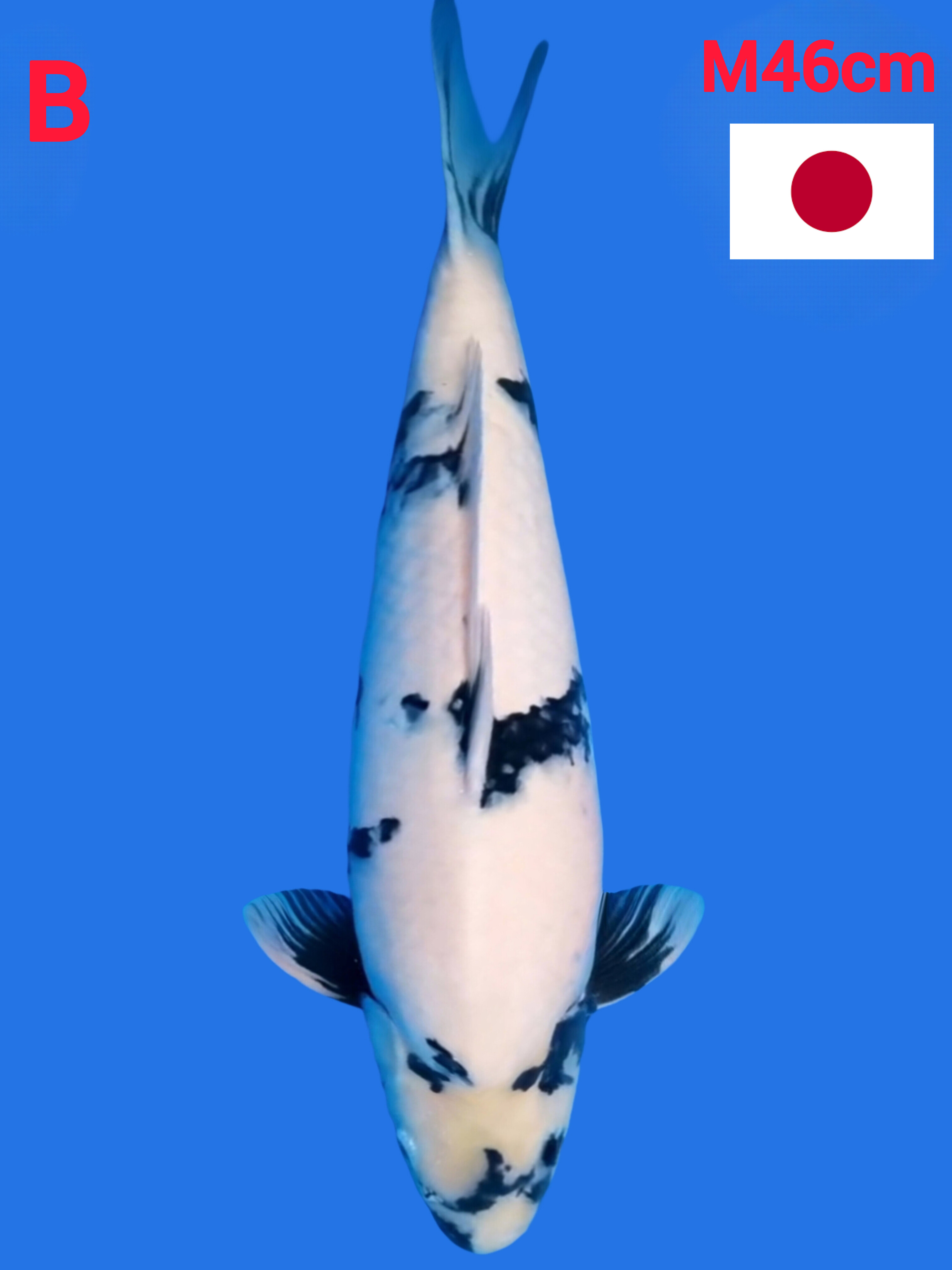 SHIRO IMPORT OMOSAKO 46cm