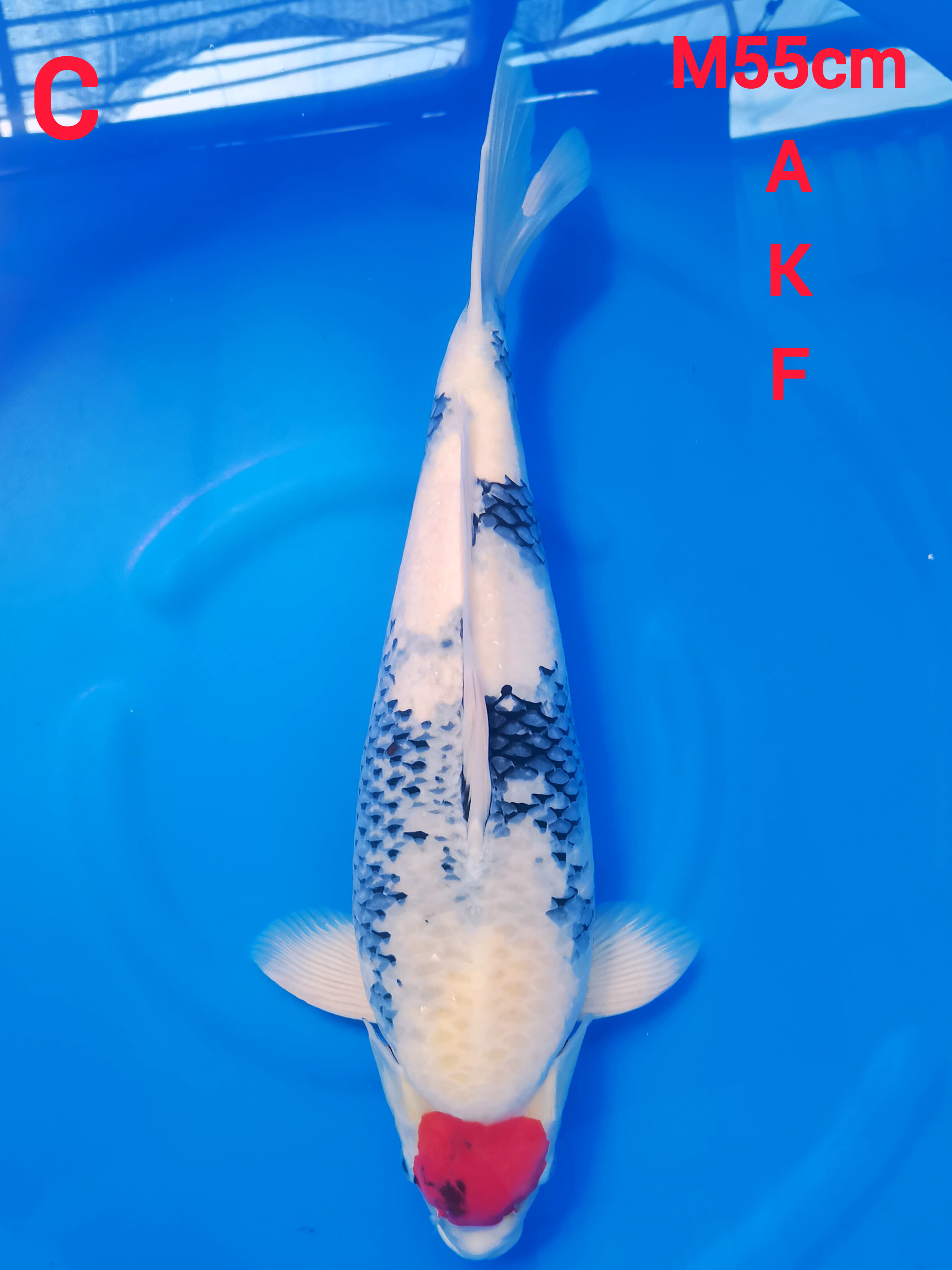 TANCHO SHOWA TATEGOI 55cm