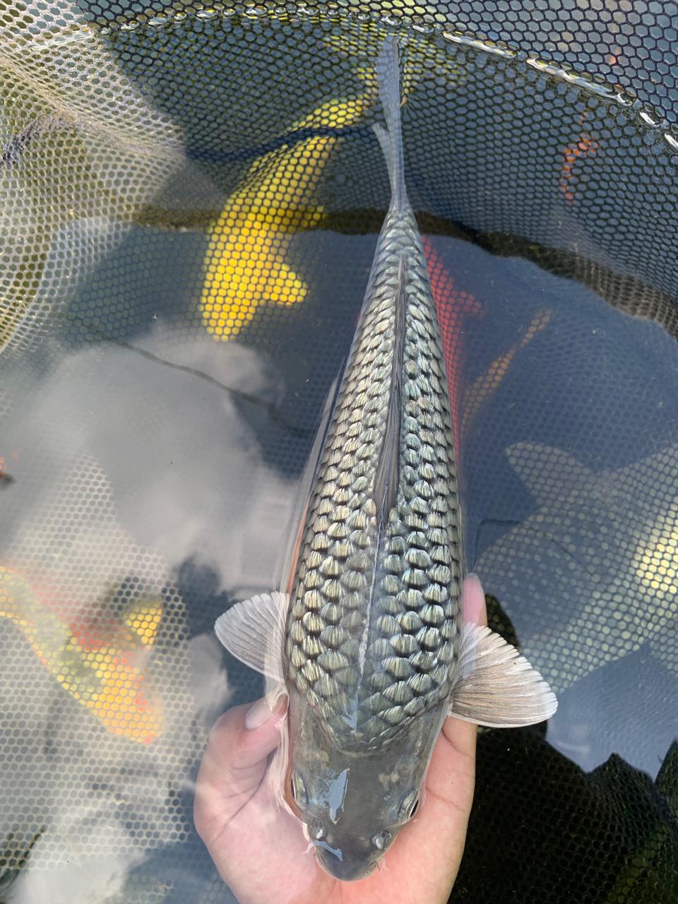 SORAGOI GINRINBULKY 30cm