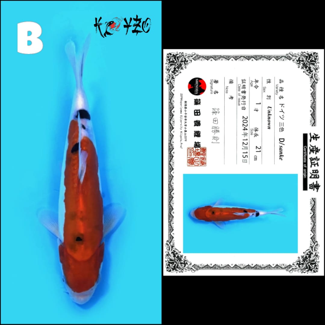 DOITSU SANKE SHINODA 21cm