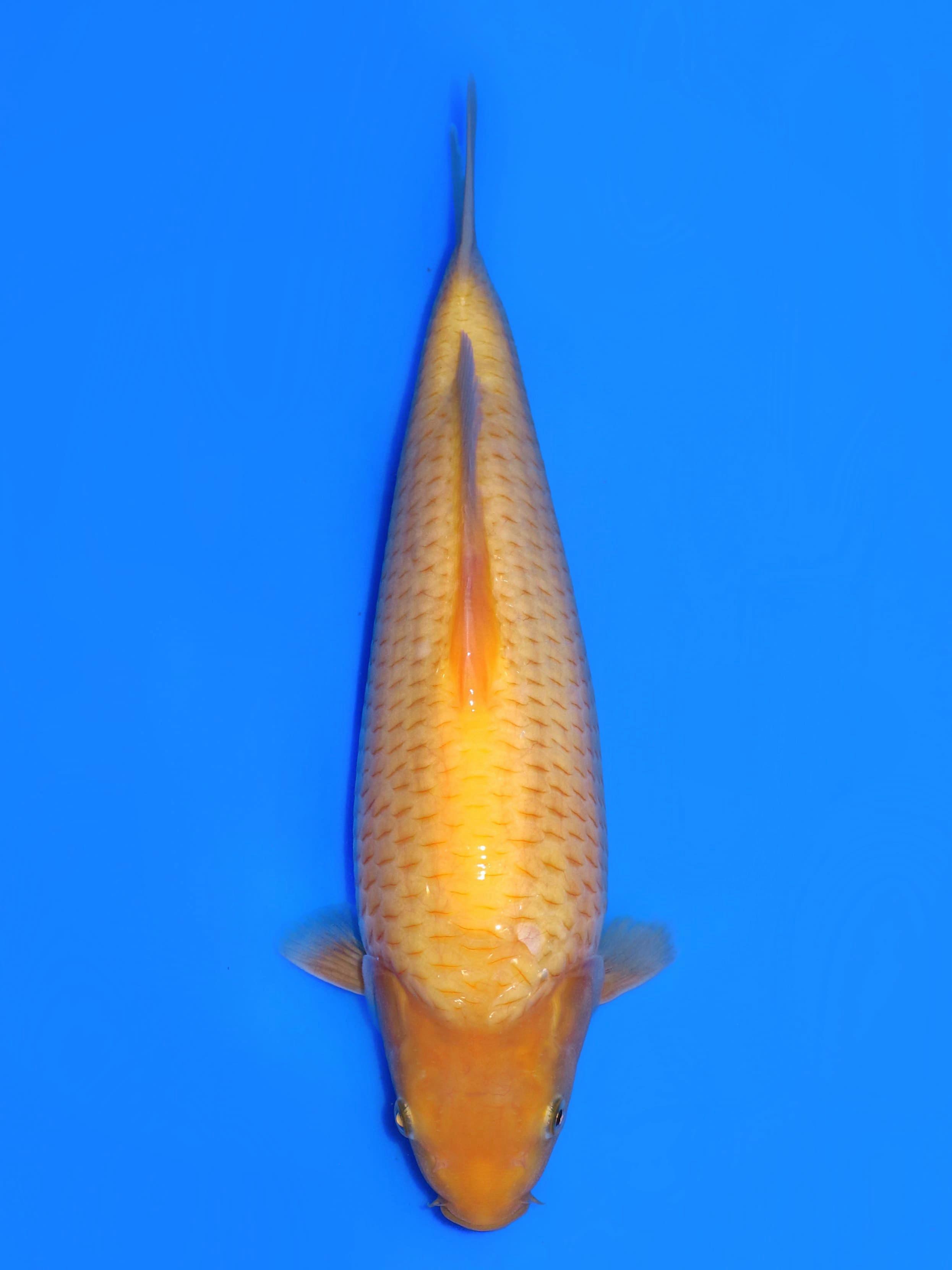 KARASI CRON PUNUK EXTREM SUPPERBULLKY MALE 31cm