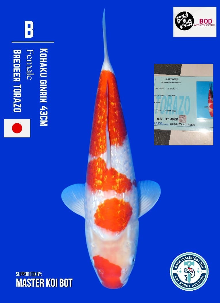 KOHAKU GINRIN TORAZO 43cm