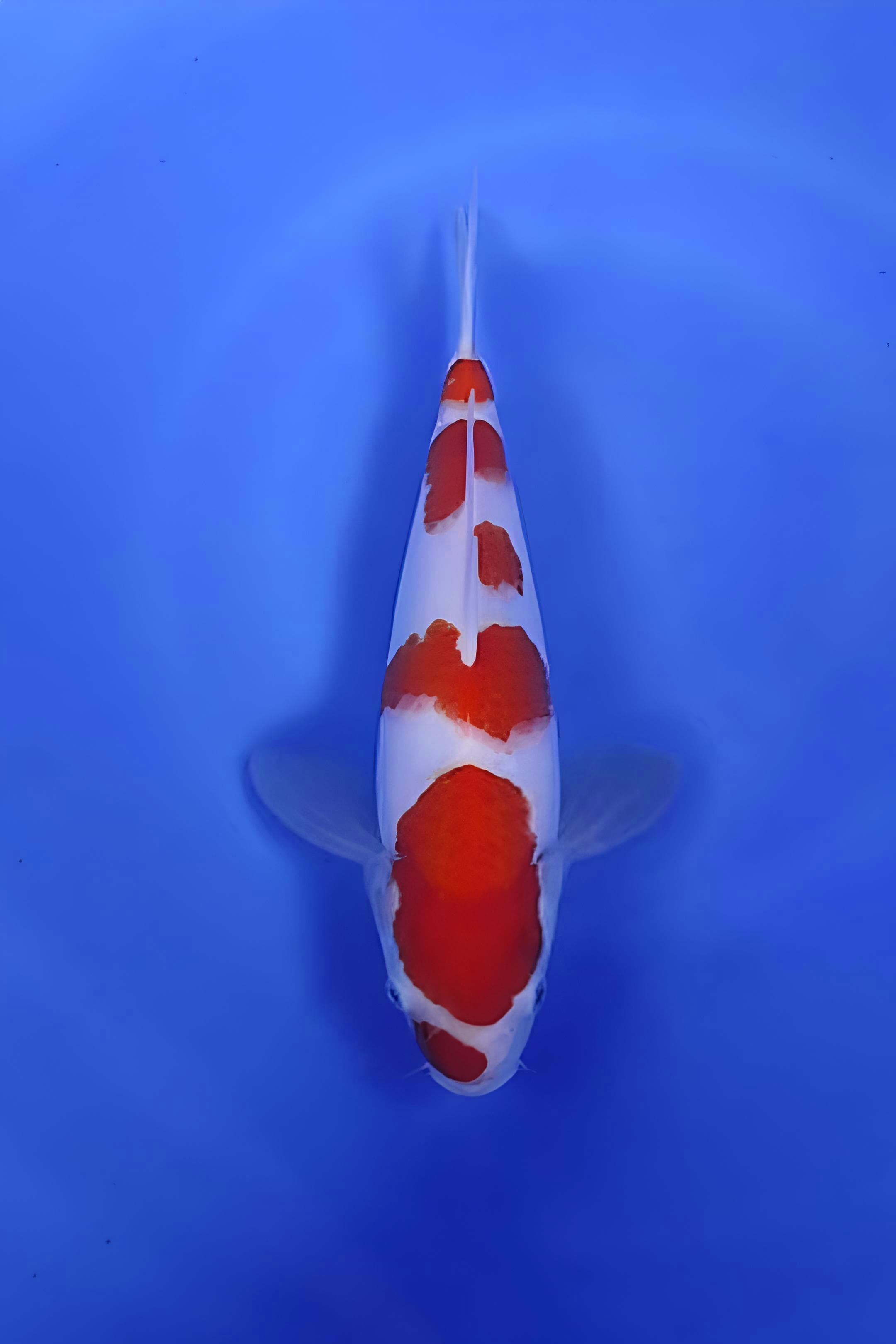 KOHAKU CUTING SEDIKIT MERAPIKAN 30cm