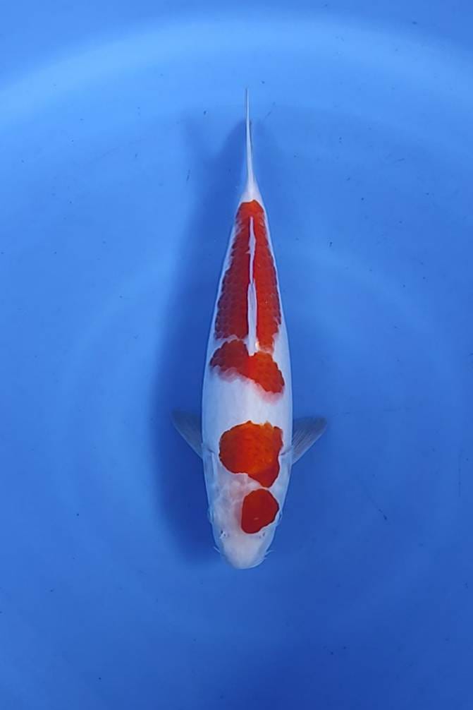 MARUTEN KOHAKU ORIGINAL MERAH STRONG 35cm