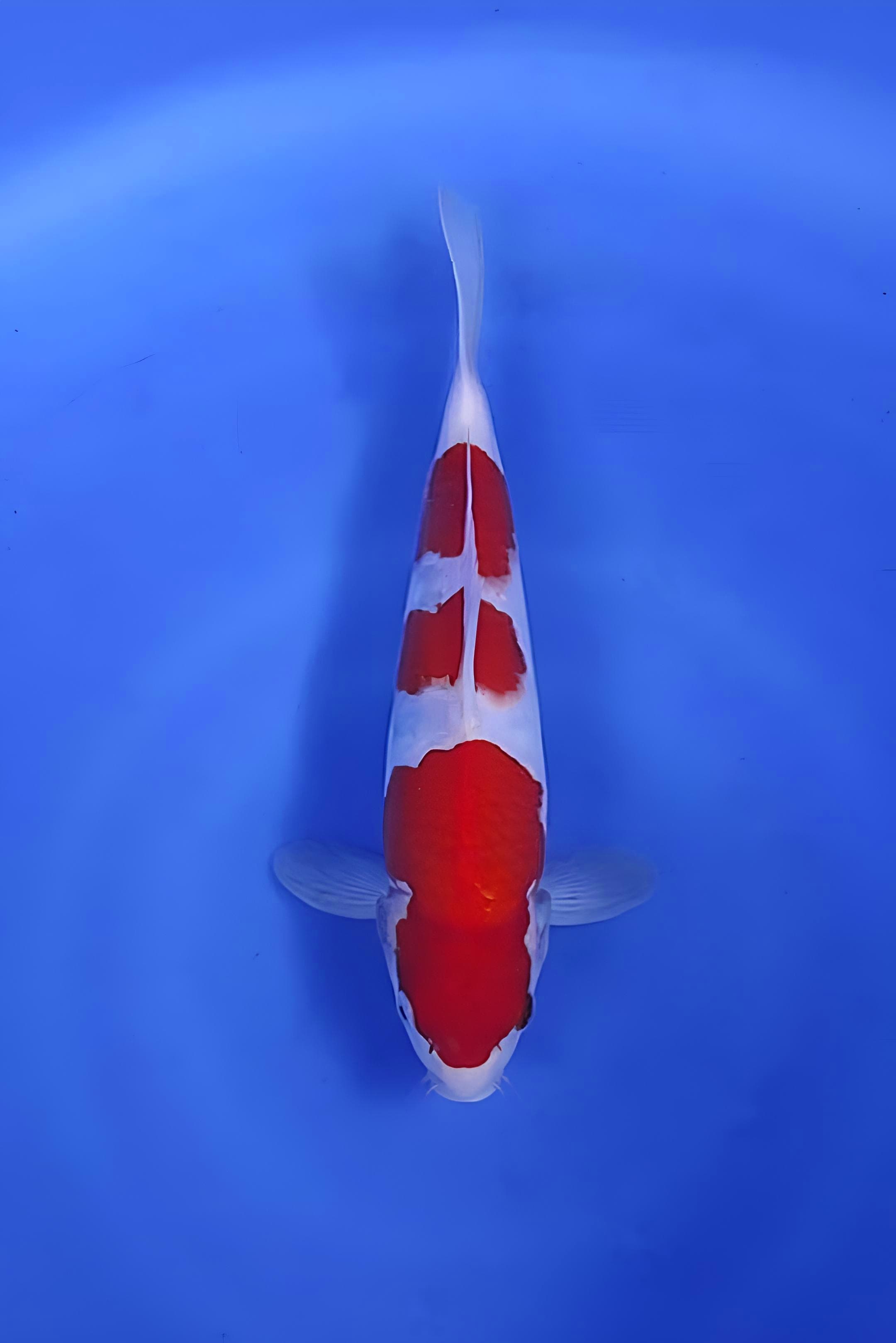 SANDAN KOHAKU CUTING BENY MERAH HALUS 31cm