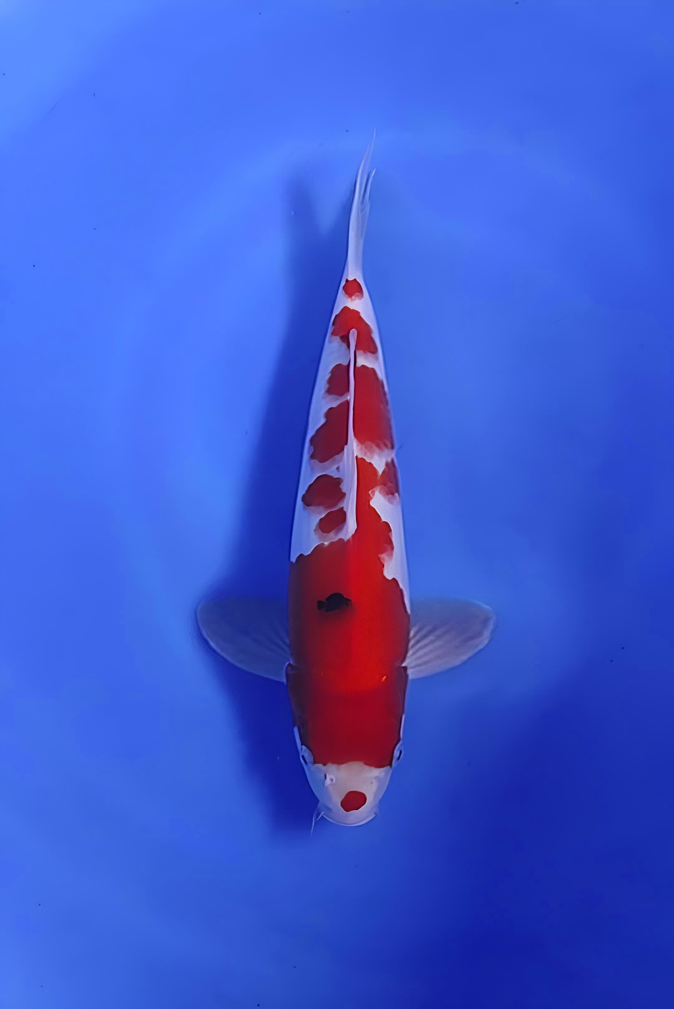 SANKE ORIGINAL BENY MERAH RATA HALUS BANGET 33cm