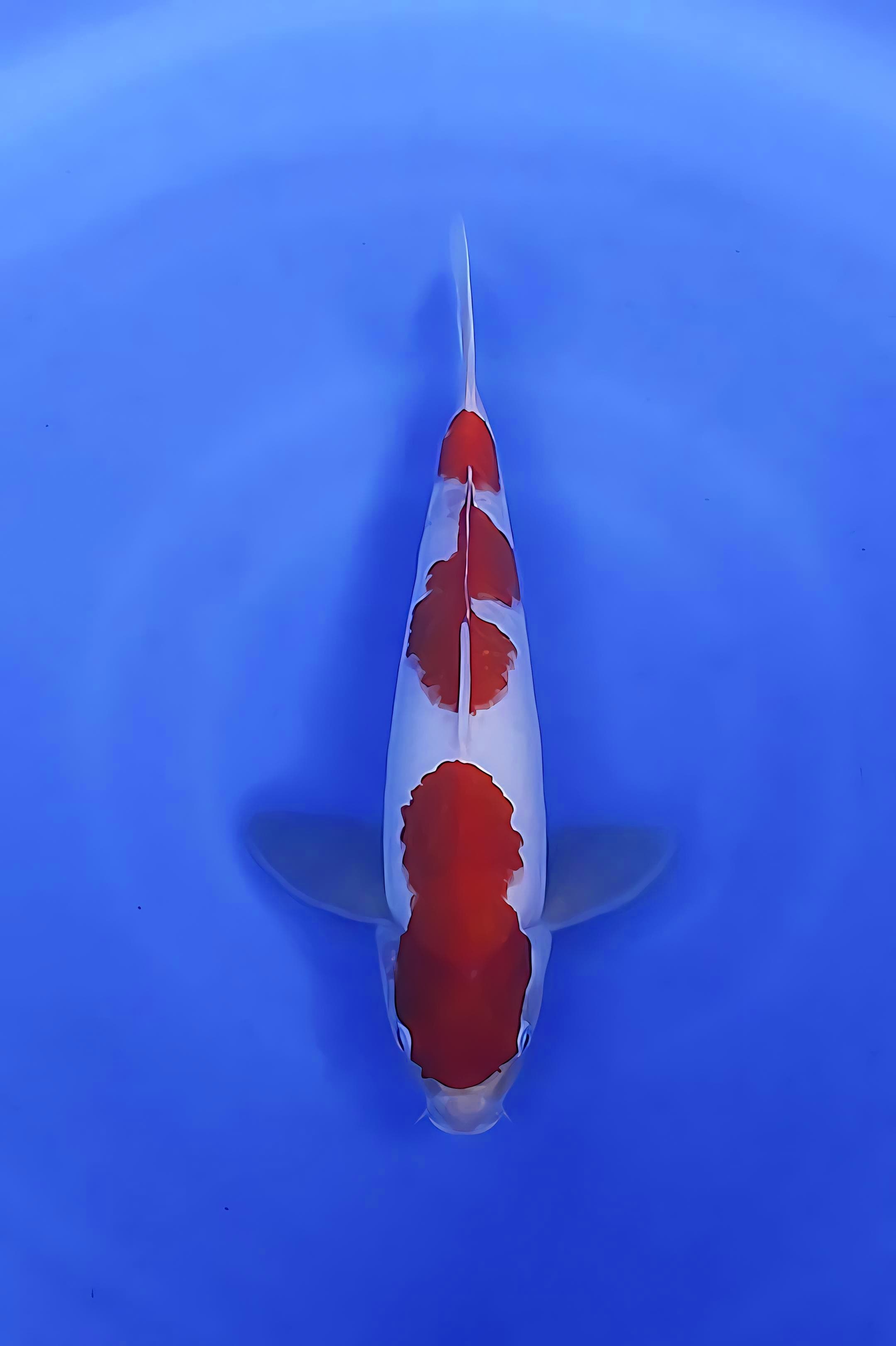 SANDAN KOHAKU RED STRONG SEDIKIT MERAPIKAN 34cm