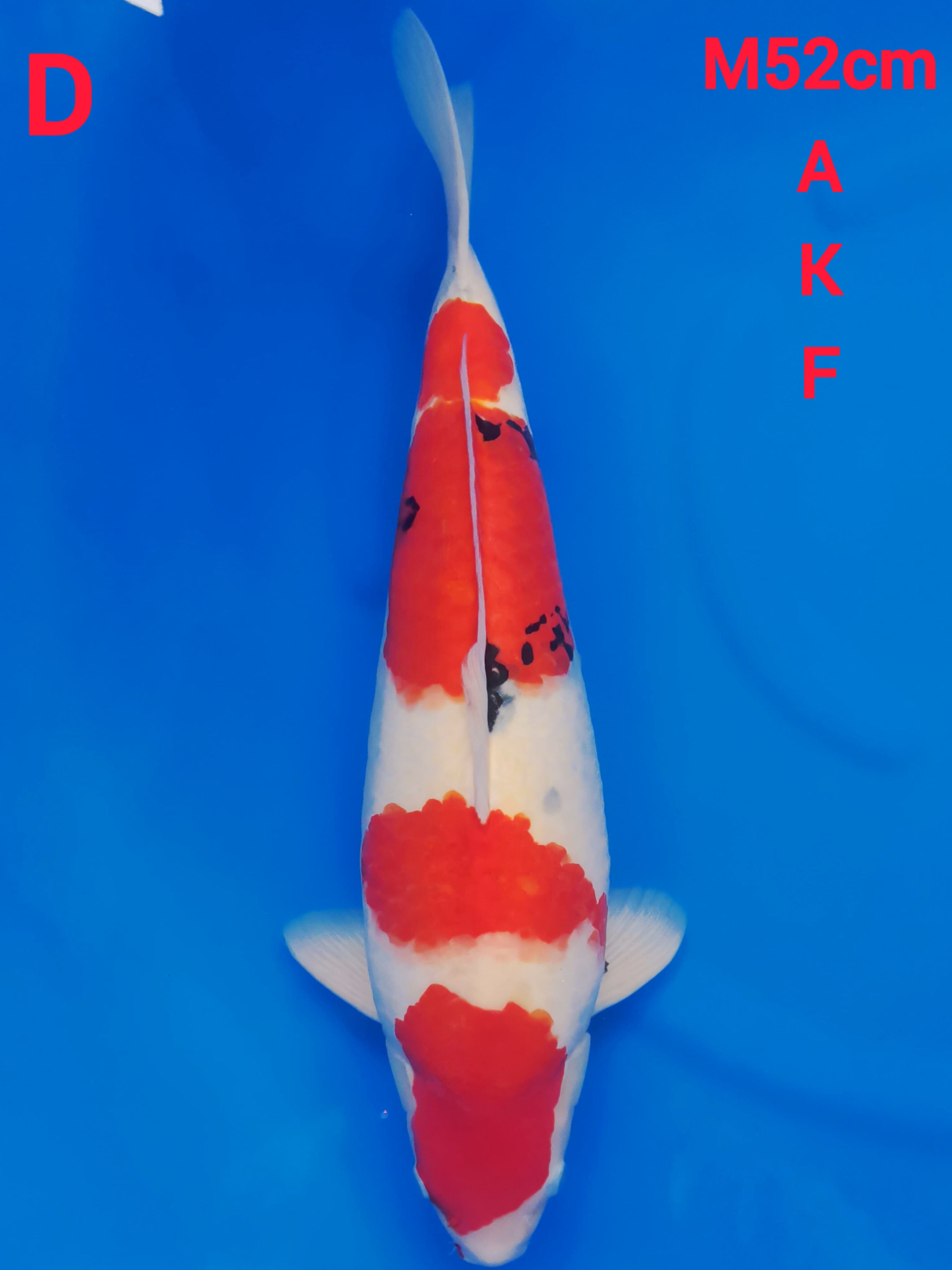SHOWA SANSHOKU TATEGOI AKF 52cm