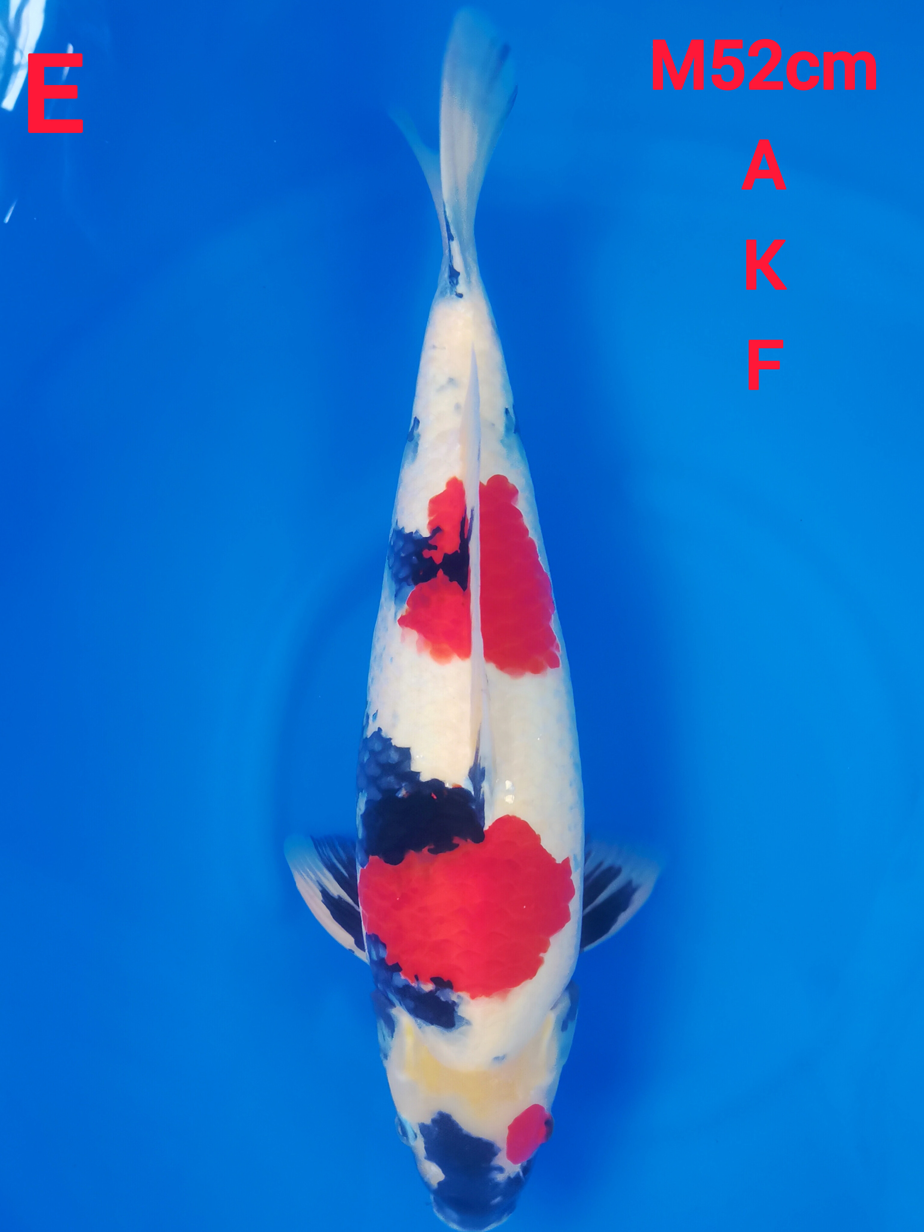 SHOWA SANSHOKU AKF 52cm