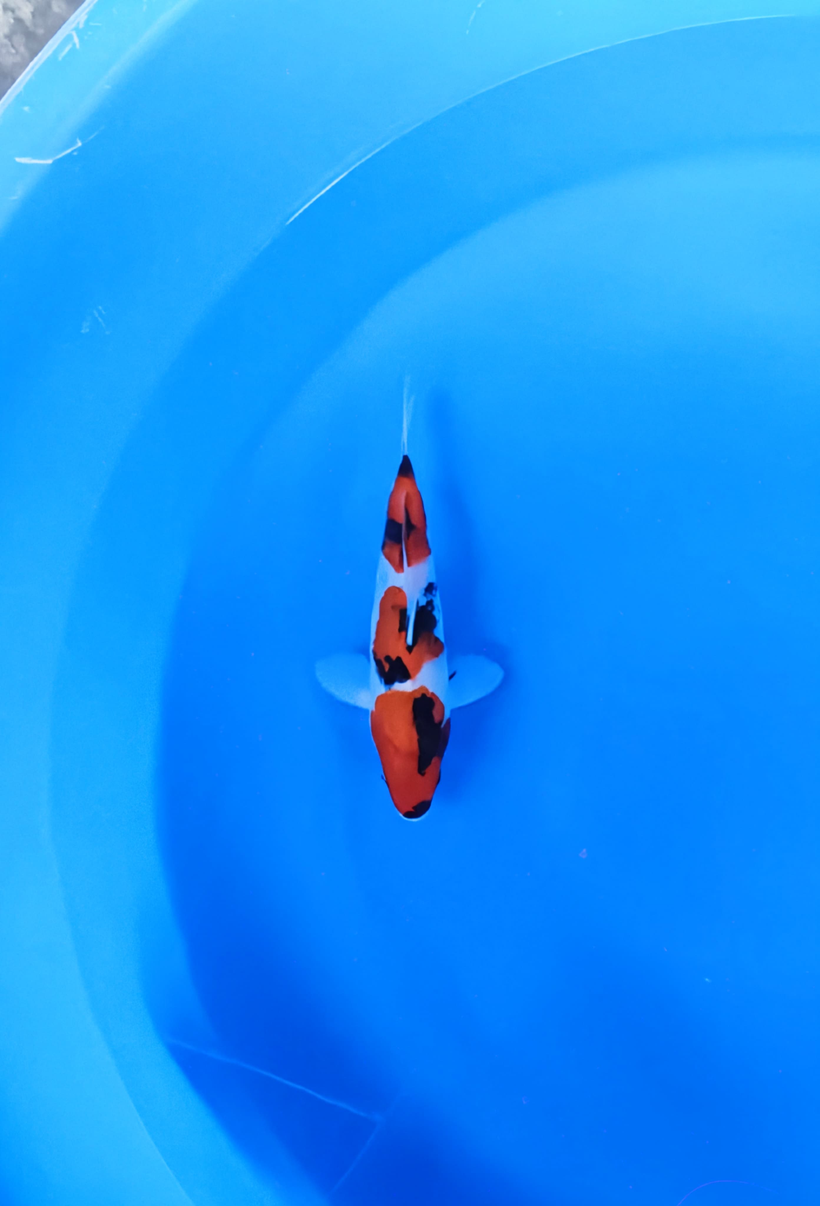 SHOWA SANSHOKU SUPER SKIN BAHAN KEEP 21cm