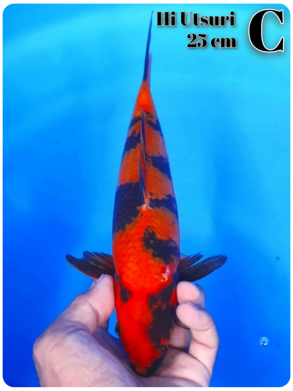 HIUTSURI 25cm