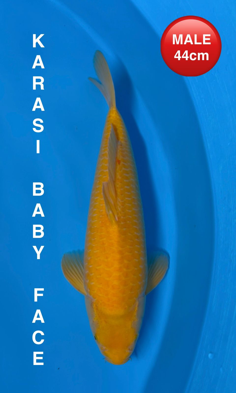 KARASI BABY FACE 44cm