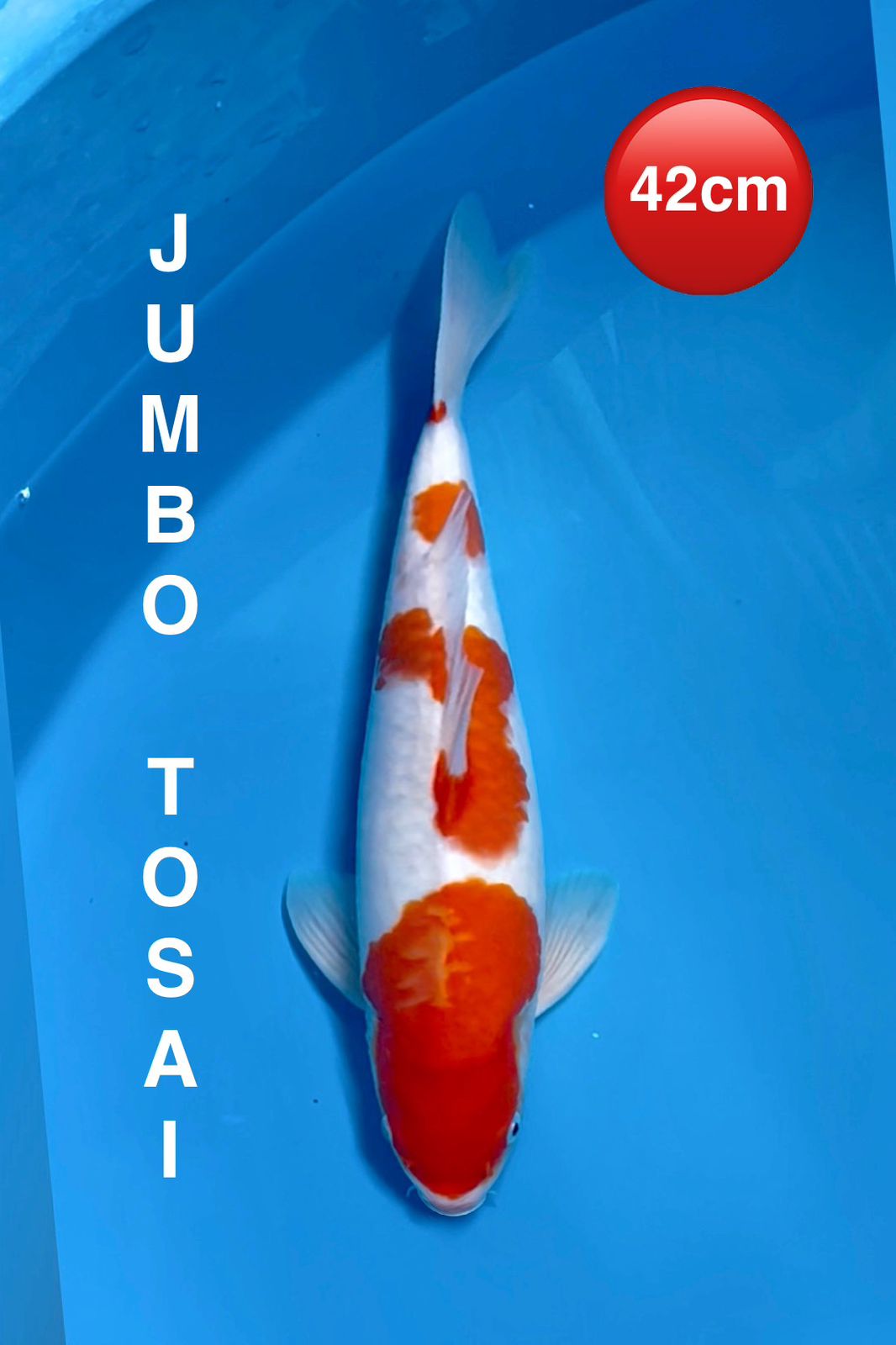 KOHAKU JUMBO TOSAI 42cm