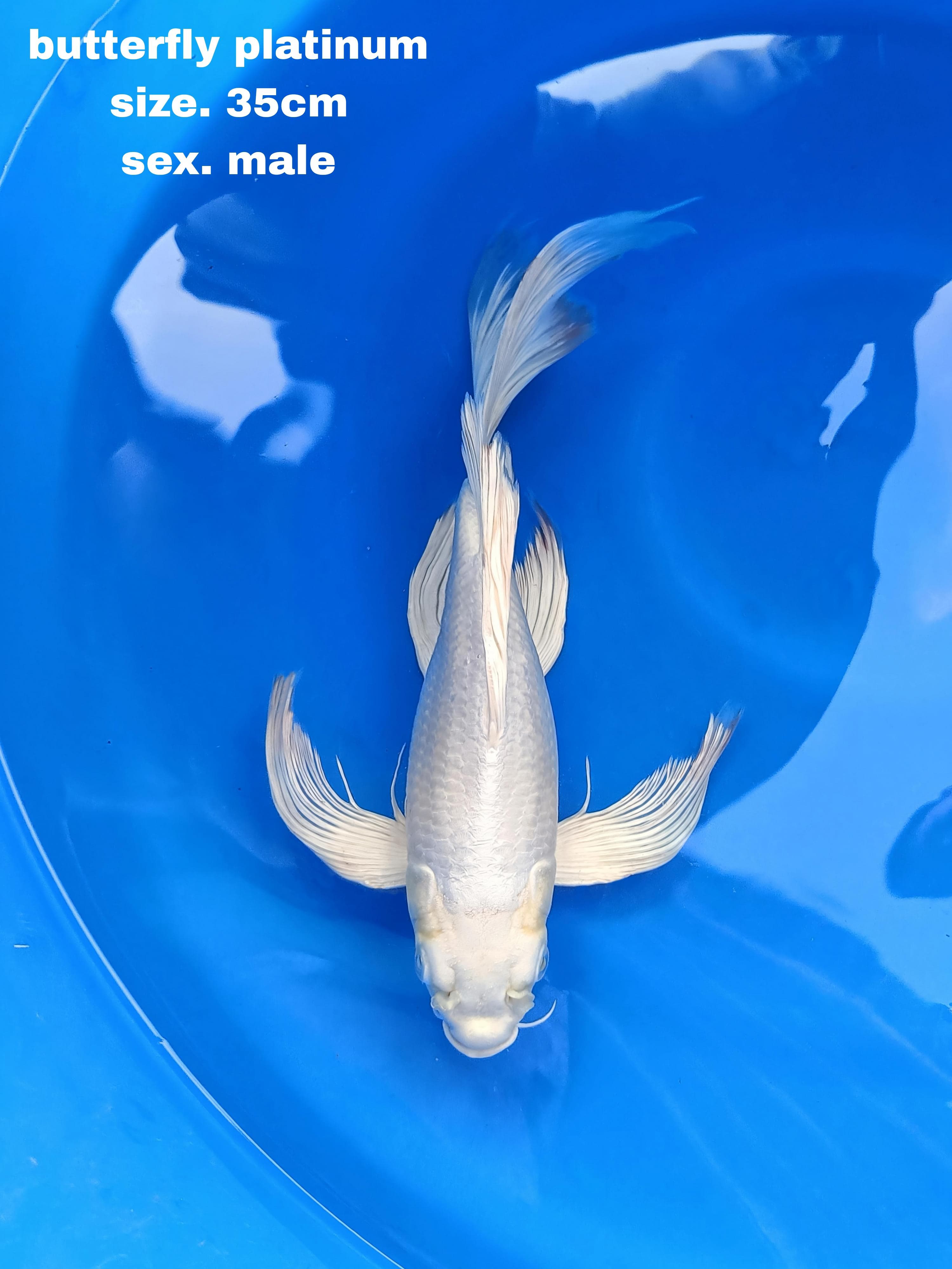 BUTTERFLY PLATINUM RARE 35cm