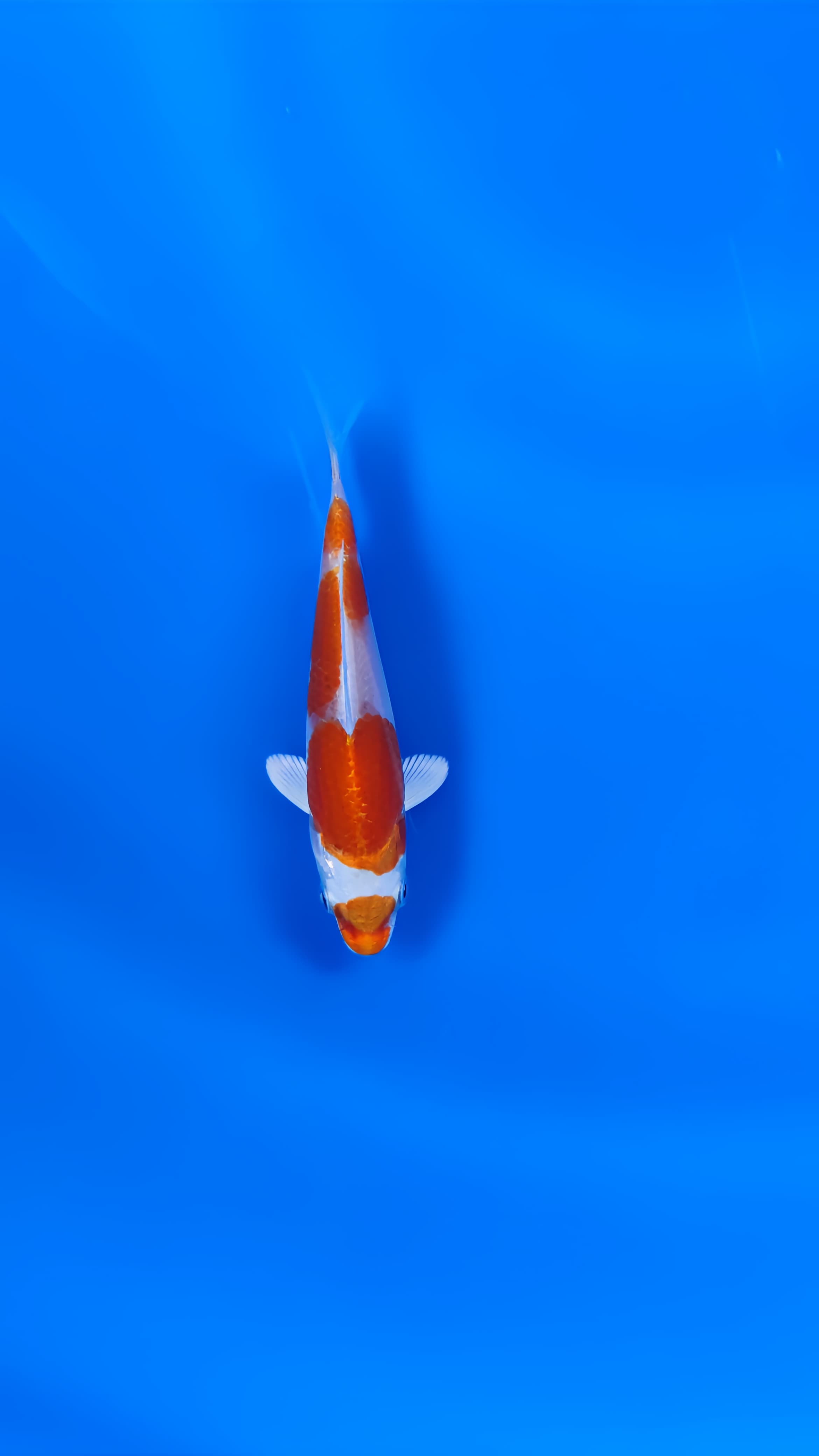 MINIONS HIKARI MONYOMONO KOHAKU HIKARI SQ 12cm