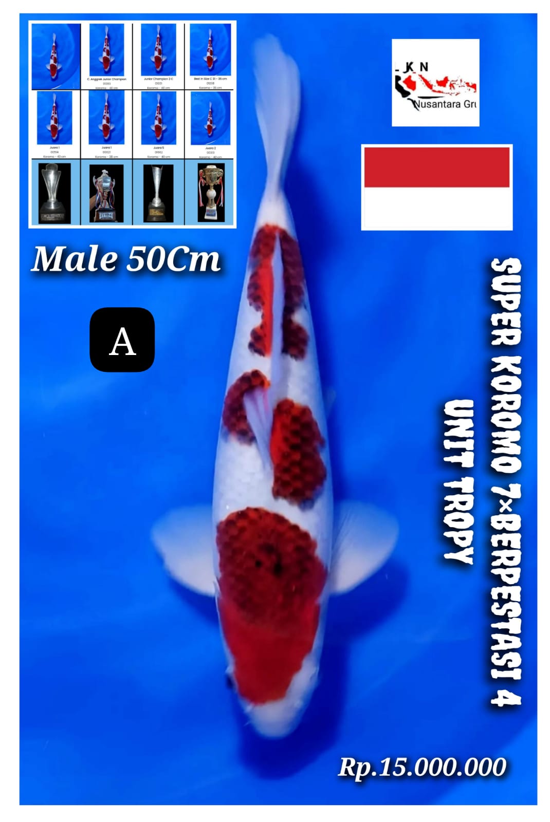 SUPER KOROMO MALE 7 KALI BERPRESTASI 1 KALI BEST IN SIZE 2 KALI CHAMPION 2 KALI JUARA 1 1 KALI JUARA 2 1 KALI JUARA 5 PIAGAM TROPHY 4 UNIT IKAN TITIPAN DARI OWNER PURWOKERTO 50cm