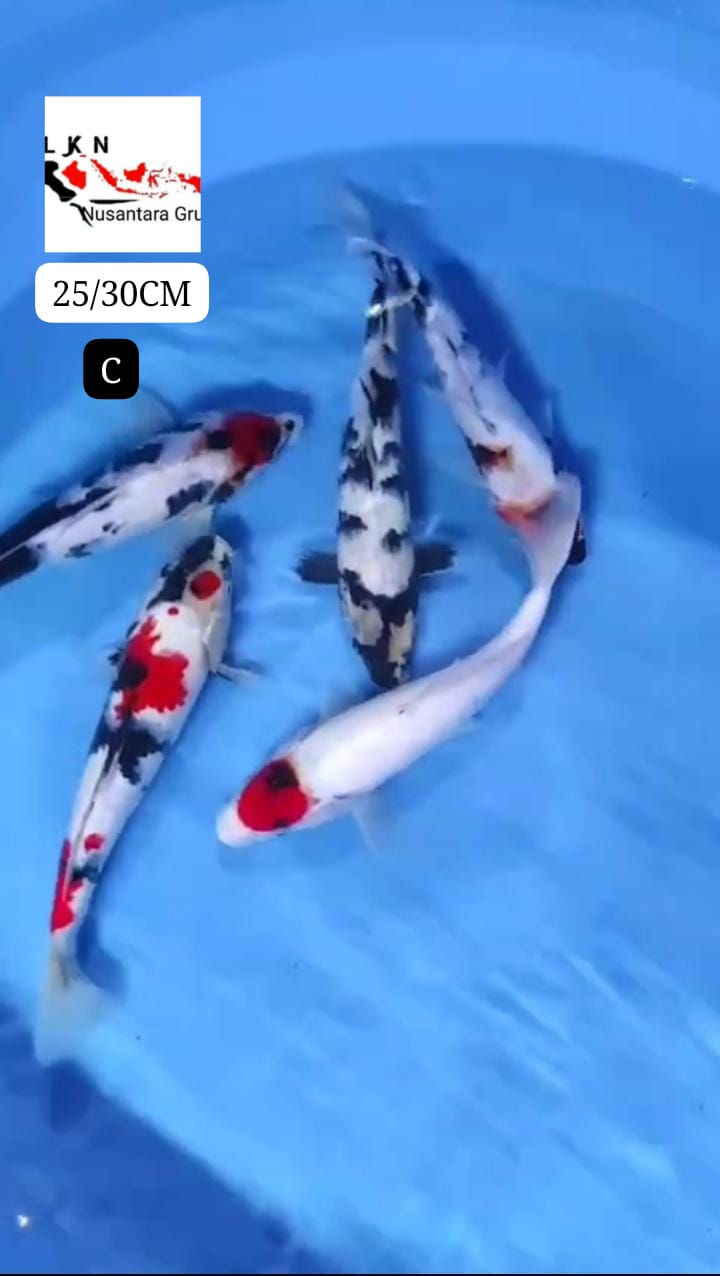 PKT MIX 5 EKOR ORIGINAL IKAN TITIPAN OWNER BLITAR 2530cm
