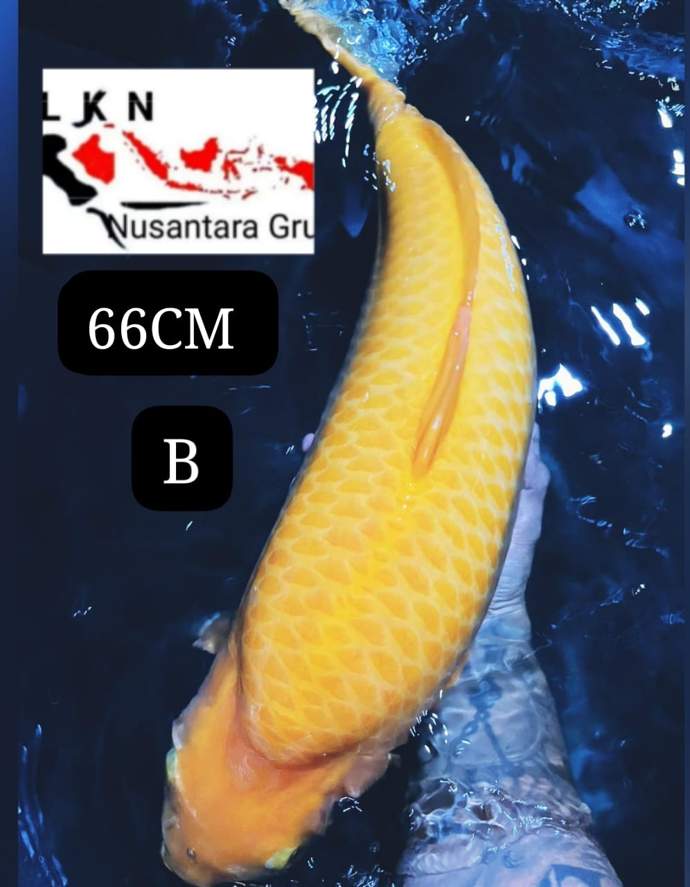 BADAK AIR CARAMEL SUPER JUMBO BREED IRVAN IJI IKAN TITIPAN BY OWNER CILACAP 66cm