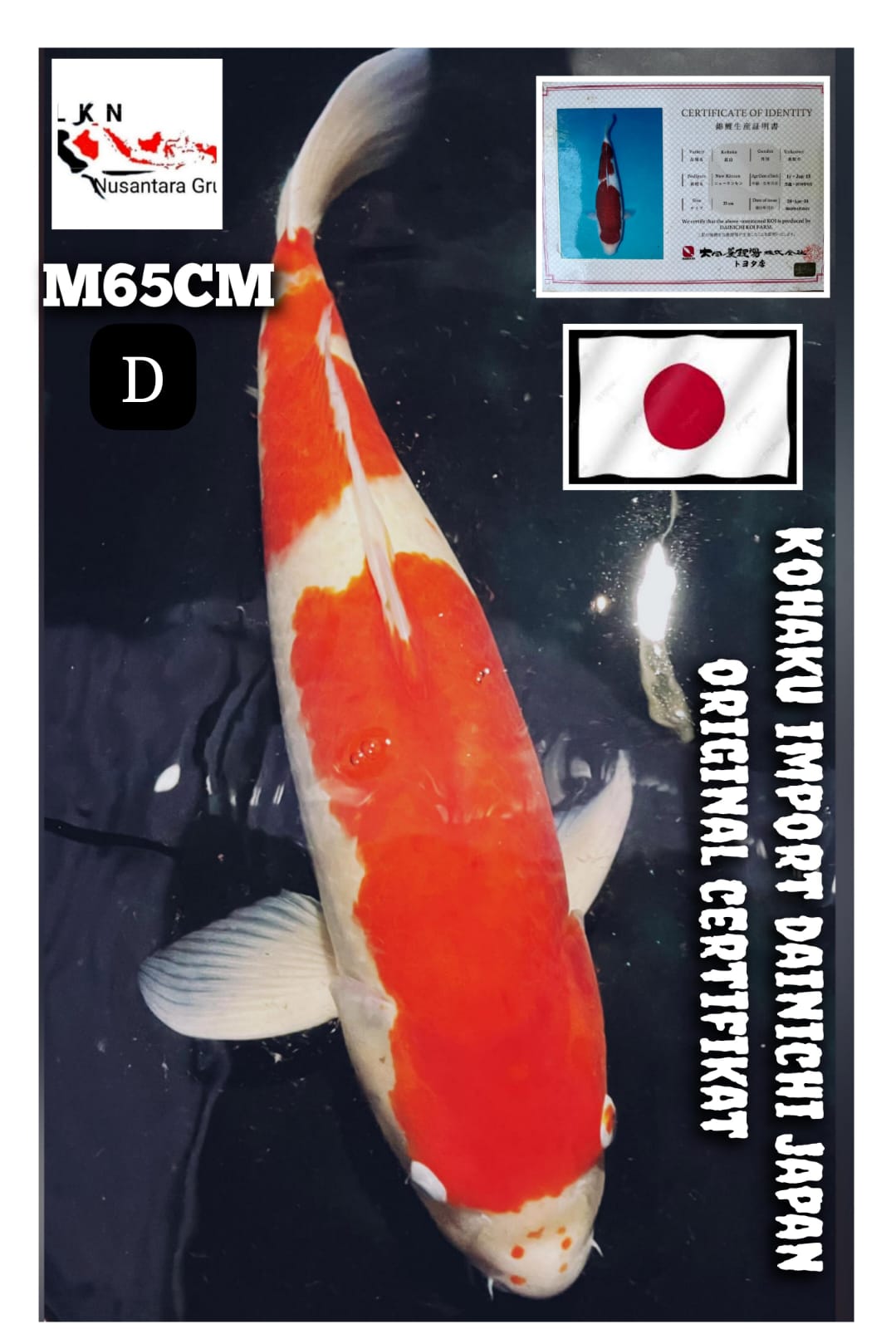 IMPORT KOHAKU DAINICHI CERTIFIKAT ORIGINAL JAPAN SUPER JUMBO MALE IKAN TITIPAN BY OWNER CILACAP 65cm