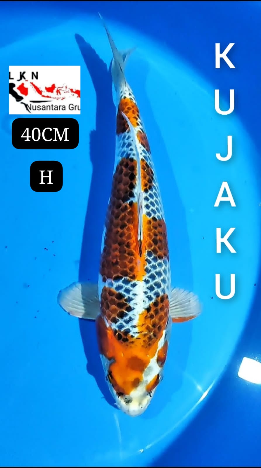 KUJAKU JOS ISTIMEWA ORIGINAL MOHON BACA DESKRIPSI IKAN TITIPAN DARI OWNER BLITAR 40cm