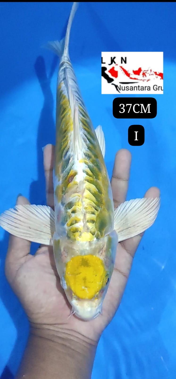 MARUTEN HARIWAKE SISIK NAGA MOHON BACA DESKRIPSI IKAN TITIPAN BY OWNER BLITAR 37cm
