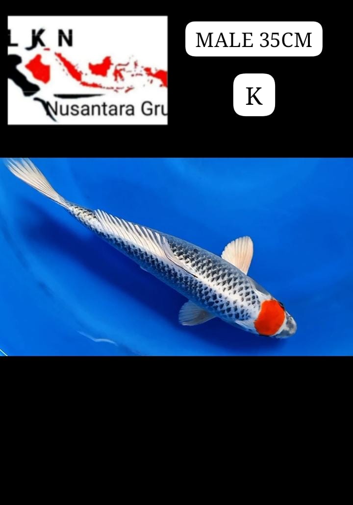 THANCO KUJAKU HIKARI MALE SUPER MEWAH IKAN KELAS SULTAN CALON BAKAT JUMBO IKAN TITIPAN OWNER BLITAR 35cm