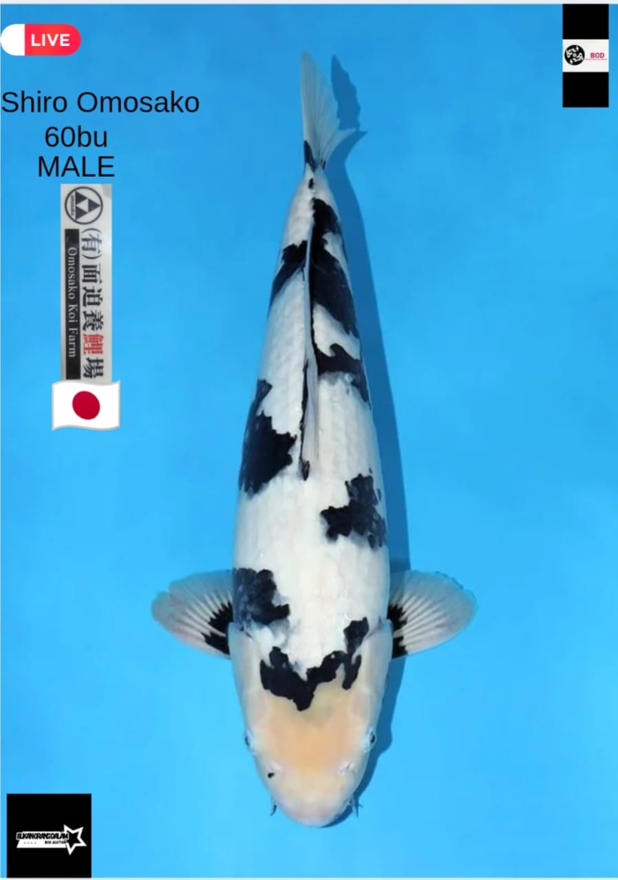 SHIRO OMOSAKO GOOD PATTERN GOOD QUALITY GOOD SHIROJI 60cm