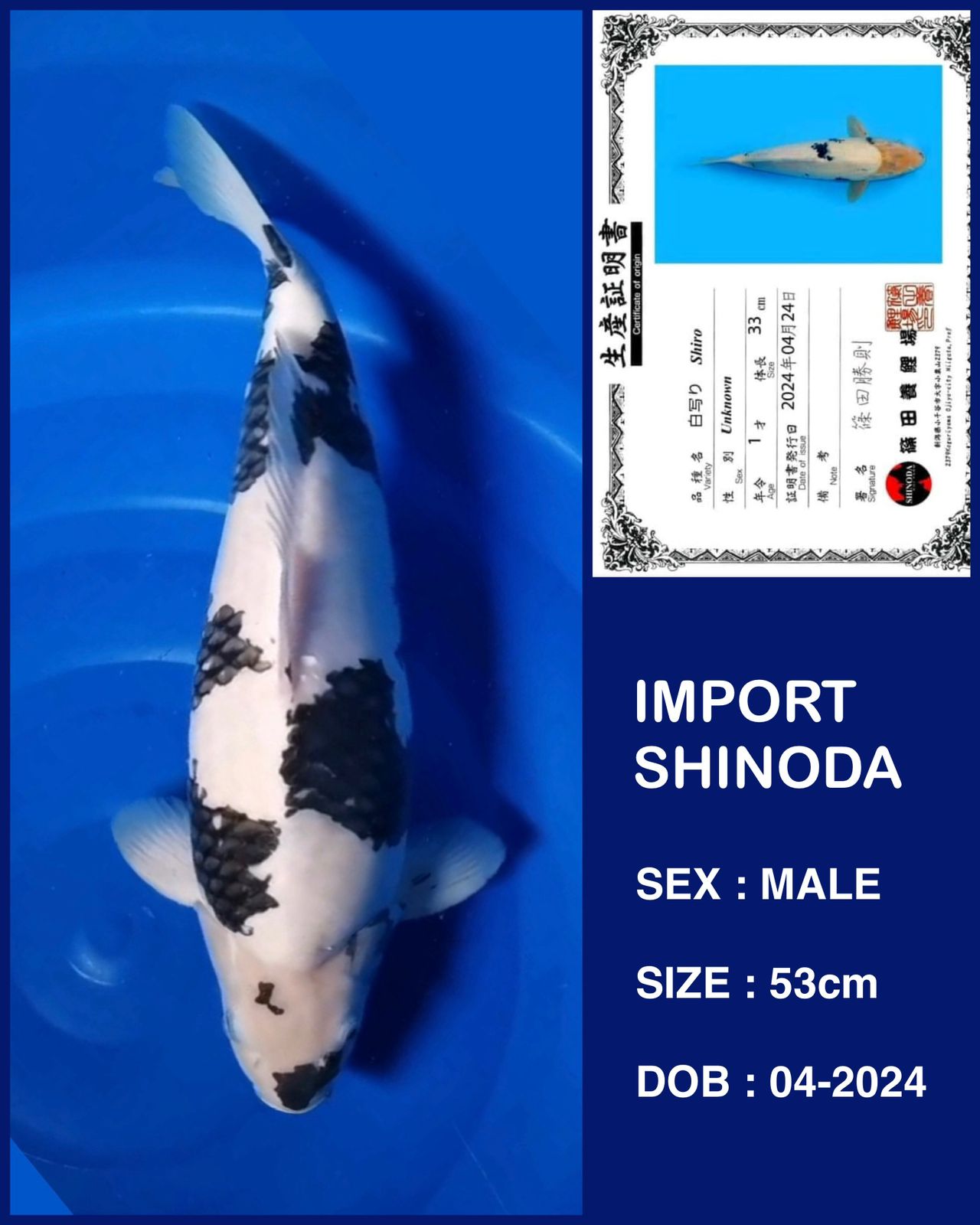 IMPORT BERSERTIFIKAT SHINODA SHIRO JANTAN BODI TEBAL DAN BERPUNUK SHOW QUALITY IKAN SULTAN 53cm