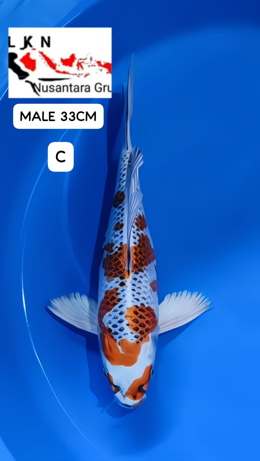 SUPER KUJAKU MALE SEMI KUMPAY ORIGINAL MOHON BACA DESKRIPSI IKAN TITIPAN OWNER BLITAR 33cm