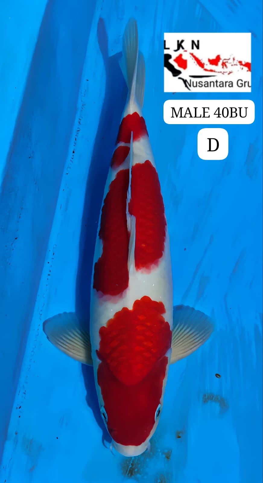 SUPER KOHAKU MALE ORIGINAL MOHON BACA DESKRIPSI IKAN TITIPAN OWNER BLITAR 40BU 39cm