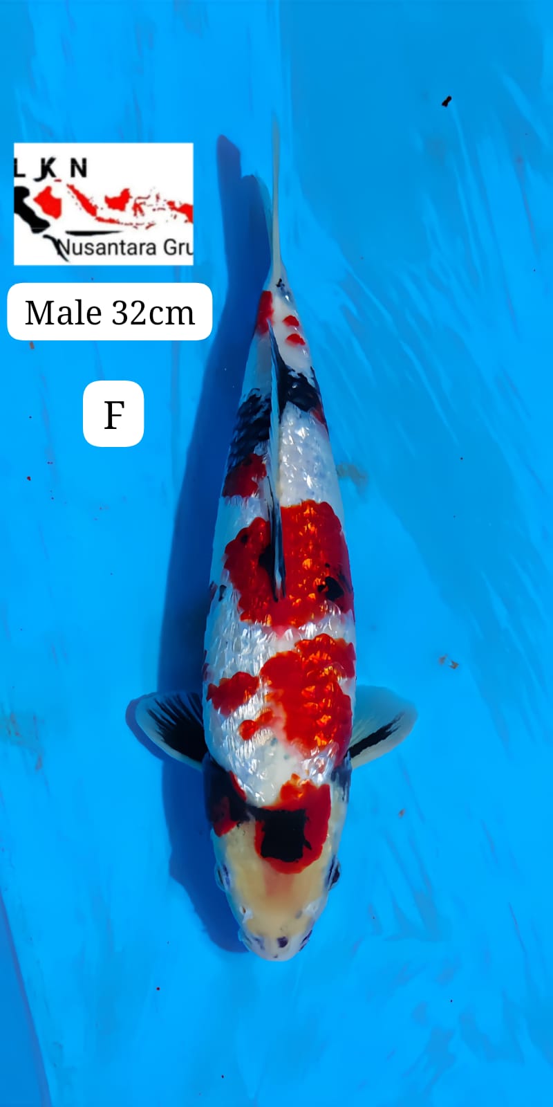 SUPER SHOWA GINRIN MALE MOHON BACA DESKRIPSI IKAN TITIPAN DARI OWNER BLITAR 32cm