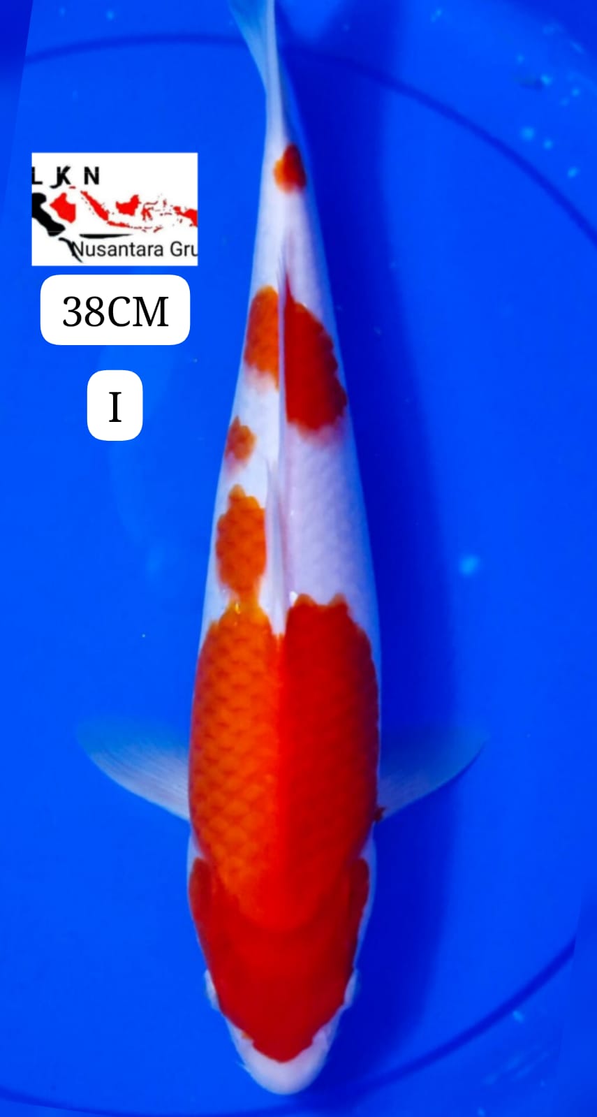 SUPER KOHAKU SKIN HALUS MOHON BACA DESKRIPSI IKAN TITIPAN DR OWNER TANGERANG 38cm