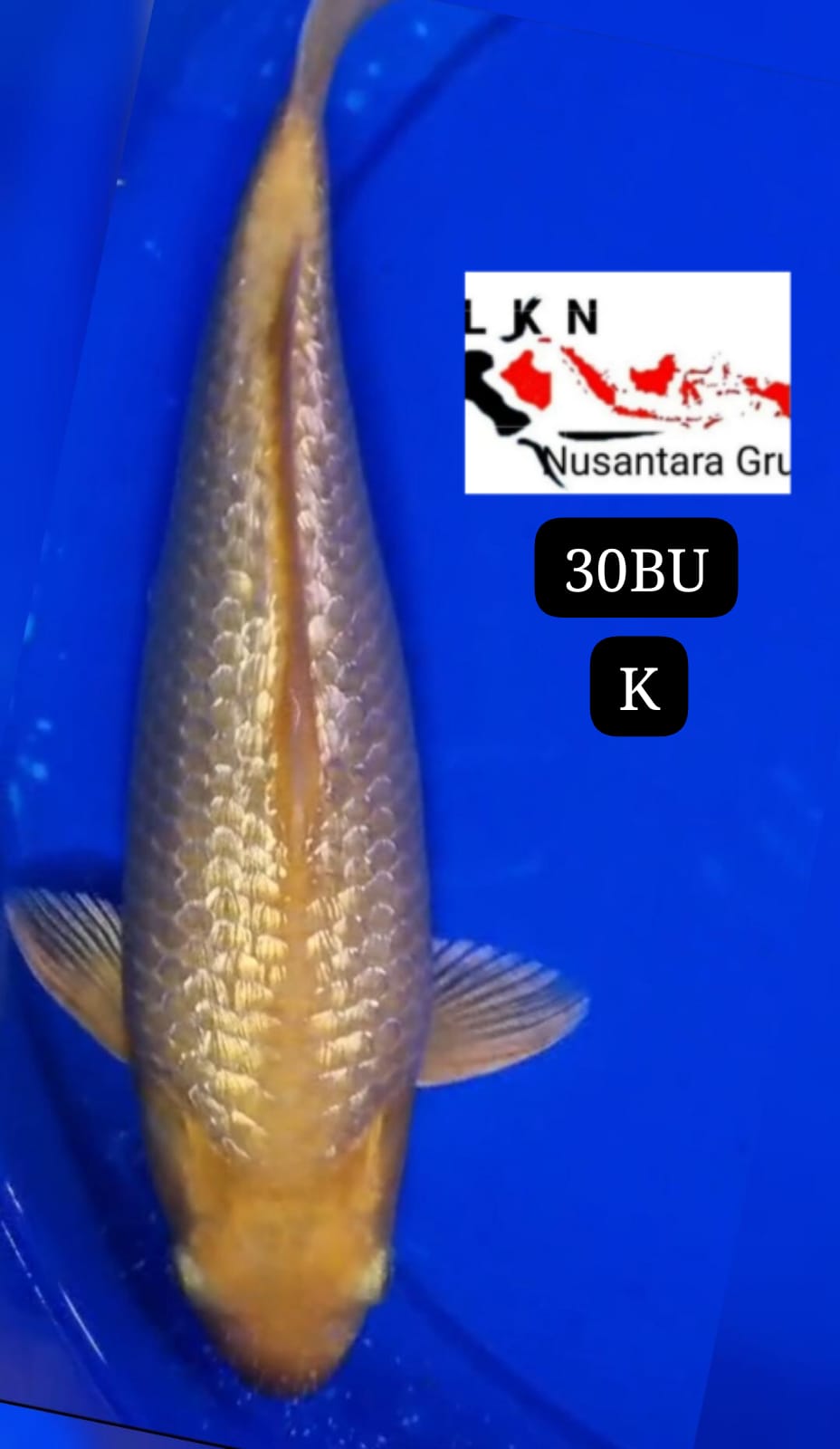 CARAMEL SQ BODY TEBAL PUNUK LEBAR CALON BAHAN KEPPING JOS MOHON BACA DESKRIPSI IKAN TITIPAN DR TANGERANG 30BU 29cm