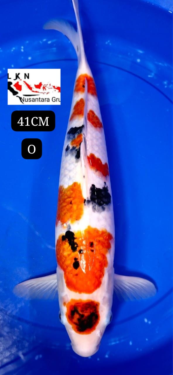 MARUTEN SHANKE ORIGINAL MOHON BACA DESKRIPSI IKAN TITIPAN DARI TANGERANG 41cm