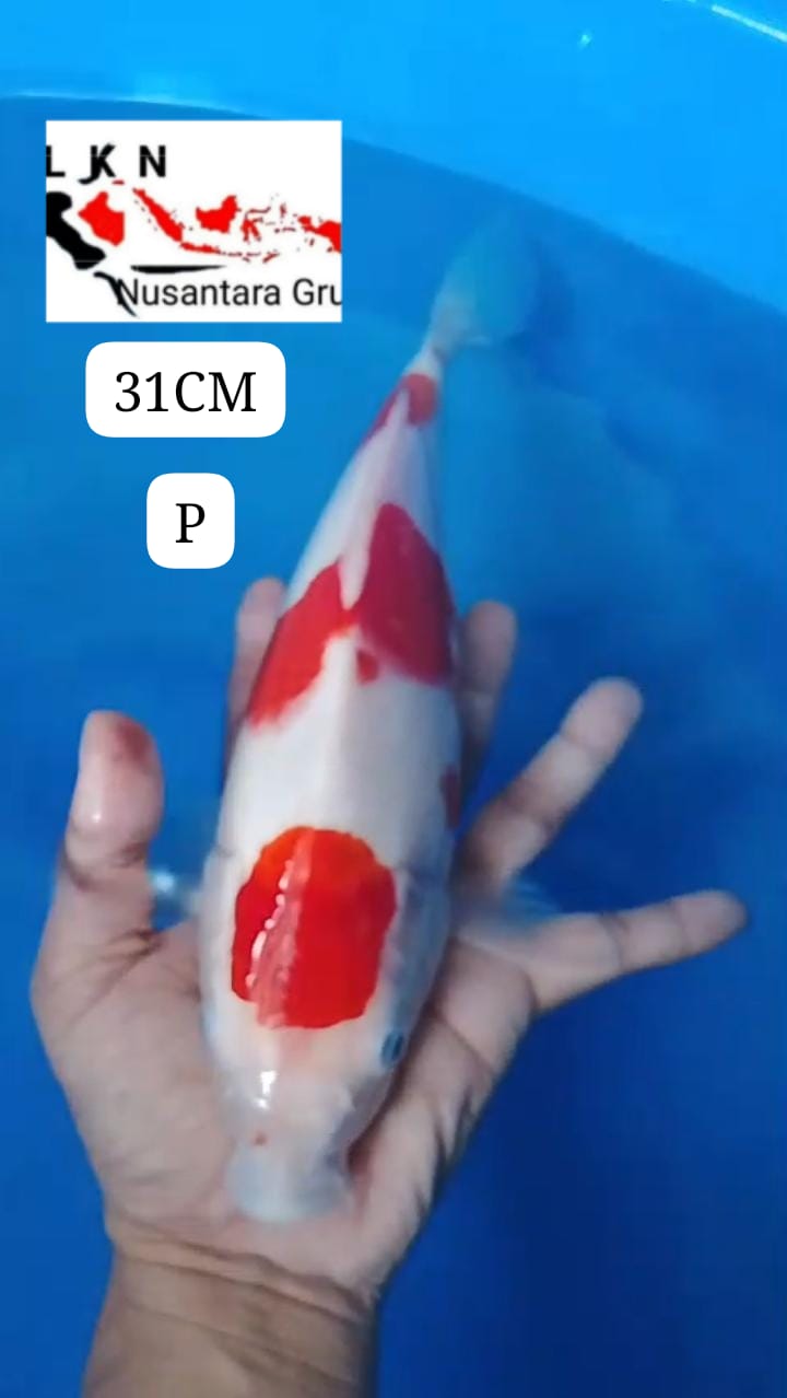 MARUTEN KOHAKU ORIGINAL SKIN HALUS PUTIH SALJU MOHON BACA DESKRIPSI IKAN OWNER BOJONEGORO 30cm