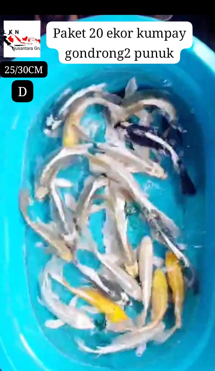 PAKET 20 EKOR KUMPAY GONDRONG2 PUNUK2 CALON PENARI DI KOLAM ANDA IKAN TITIPAN BY OWNER TULUNGAGUNG 2530cm