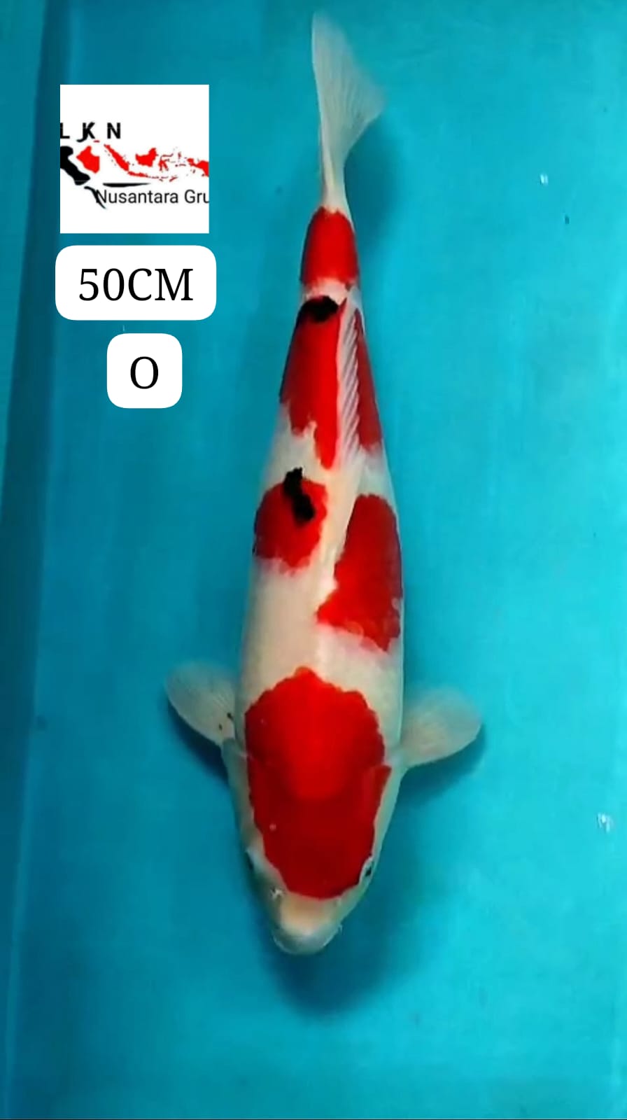 SUPER TAISHO SHANKE JUMBO MONSTER KOLAM MOHON BACA DESKRIPSI IKAN DARI OWNER BLITAR 50cm