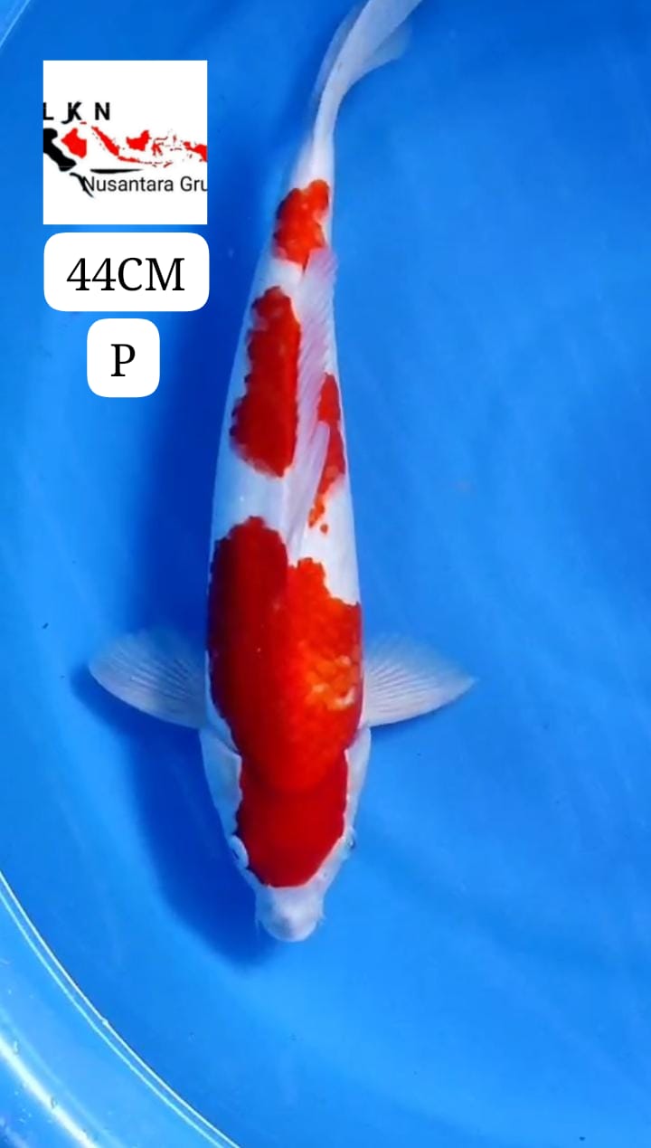 SUPER KOHAKU JOS CALON BAKAT JUMBO MOHON BACA DESKRIPSI IKAN TITIPAN DR OWNER BLITAR 45BU 44cm