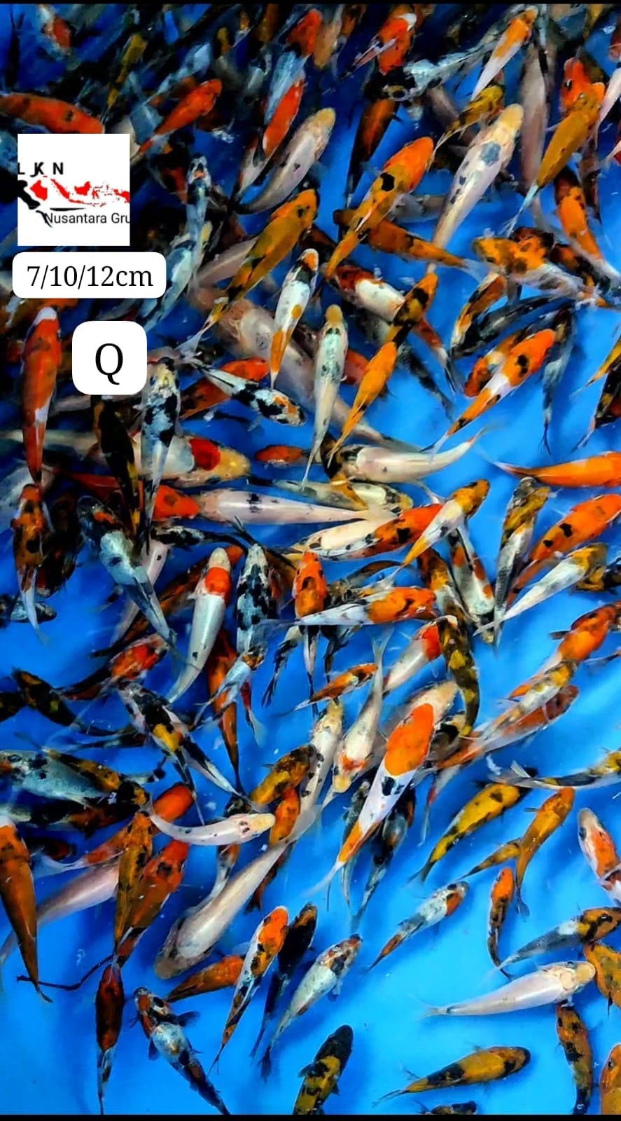 PKT MIX BIBITAN 135 EKOR MOHON BACA DESKRIPSI IKAN TITIPAN DR OWNER BLITAR 71012cm